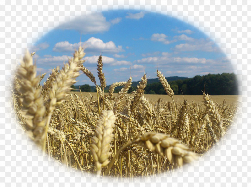 Wheat Poland Strueby Agencies Inc Agriculture PNG