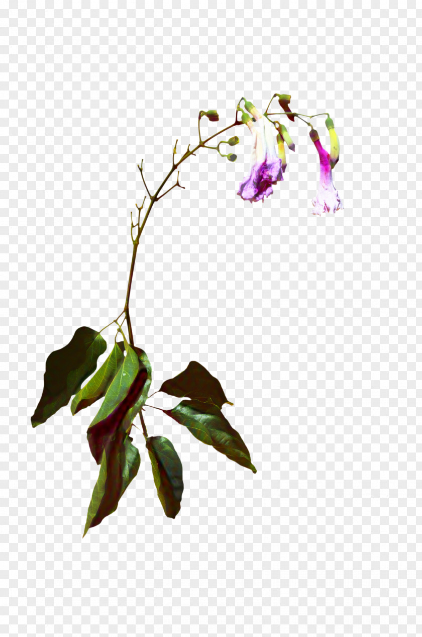 Dendrobium Orchid Flower PNG