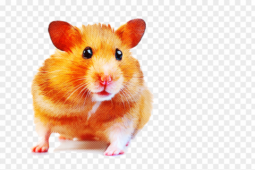 Orange Gerbil Hamster PNG