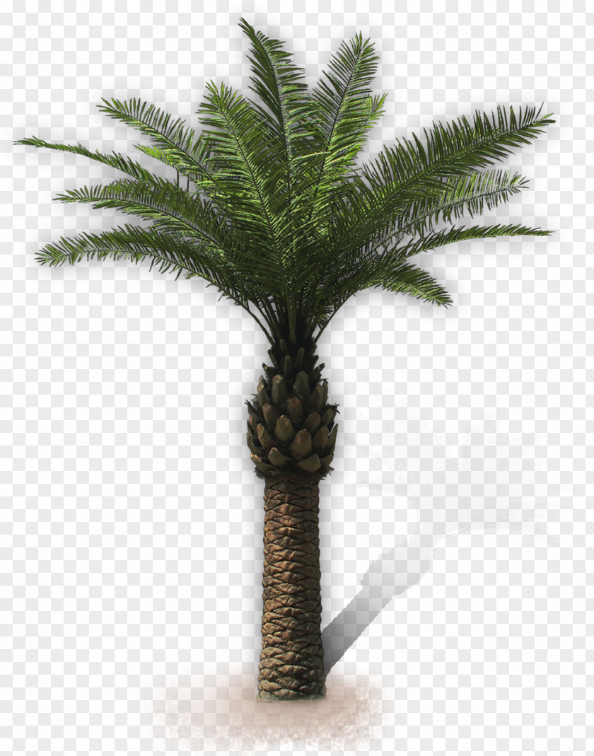 Palma Arecaceae San Vito Lo Capo Attalea Speciosa Villa Oil Palms PNG