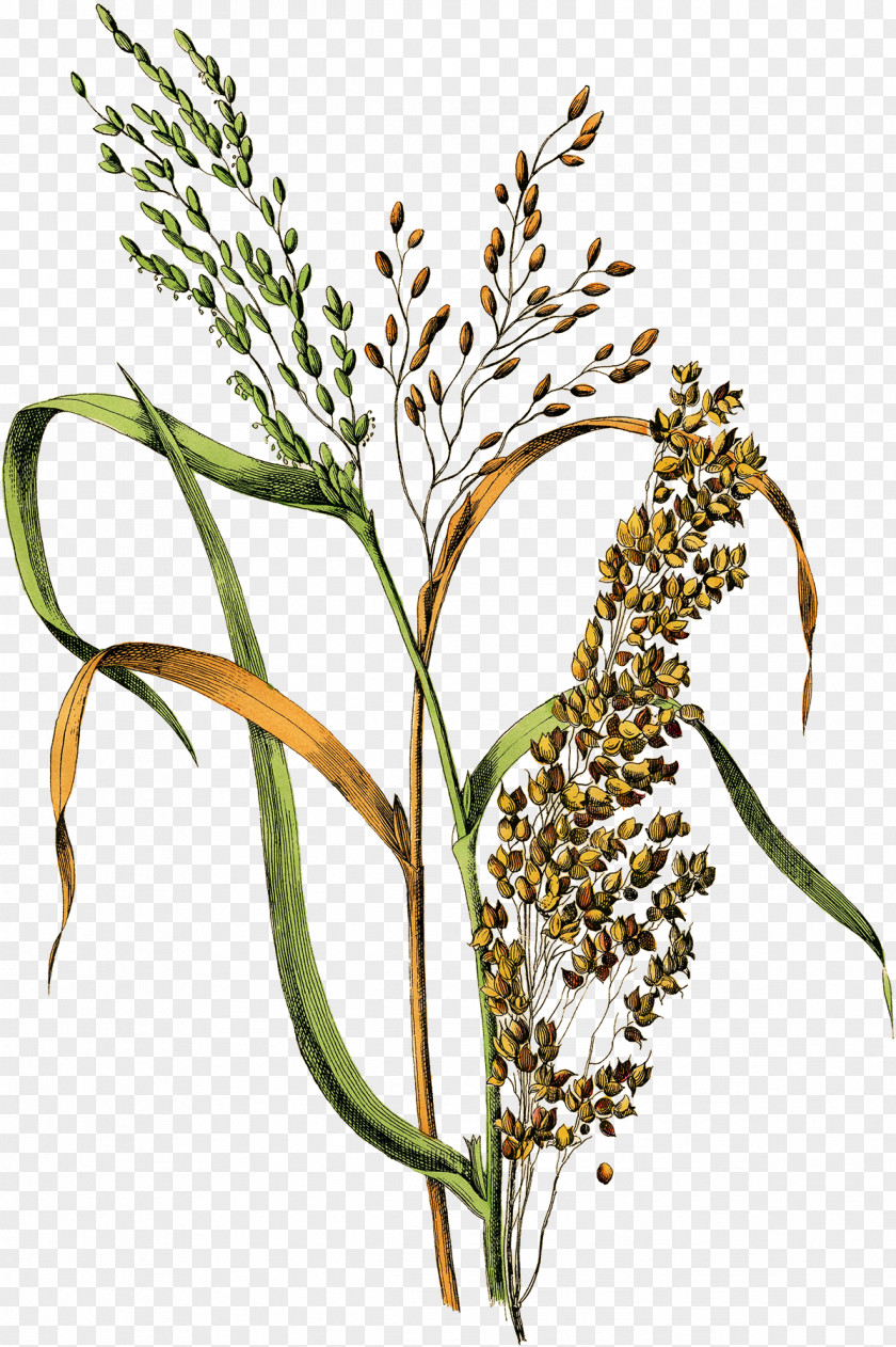 Rice Botanical Illustration Drawing Cereal Millet PNG