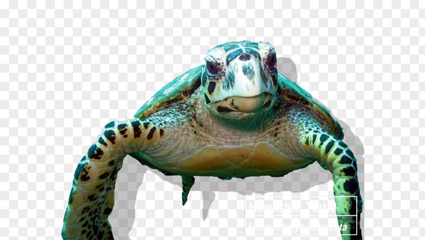 Sea Coral Tortoise Reef Hawksbill Turtle PNG