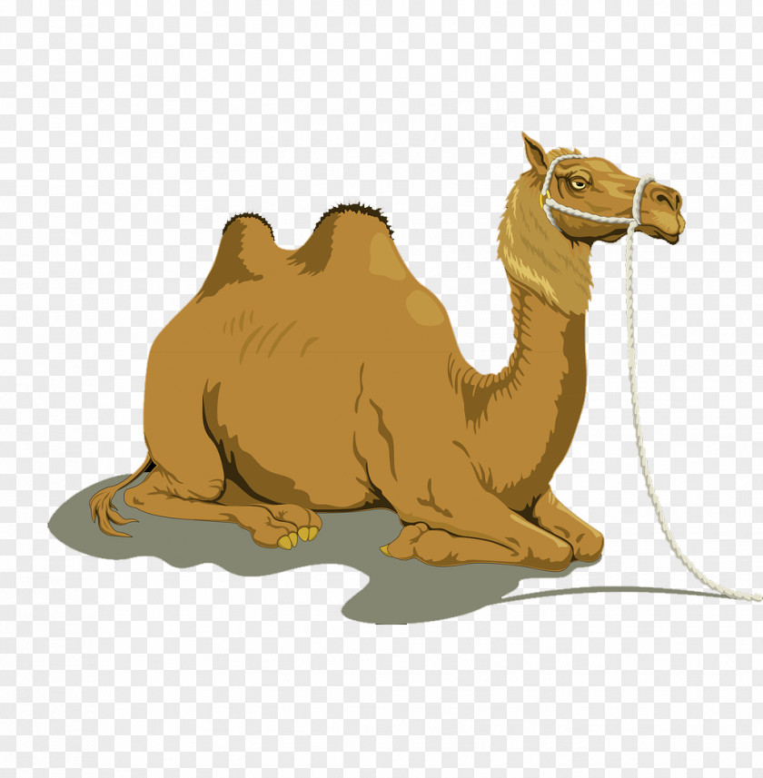 Desert Animal Camel Bactrian Dromedary Free Content Clip Art PNG