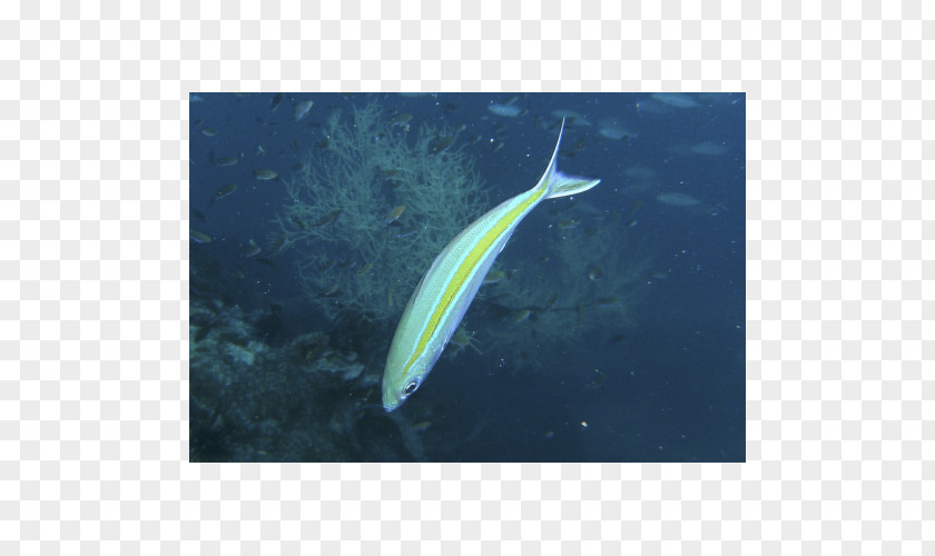 Marine Fish Caesio Caerulaurea Caesionidae Teres Cuning PNG