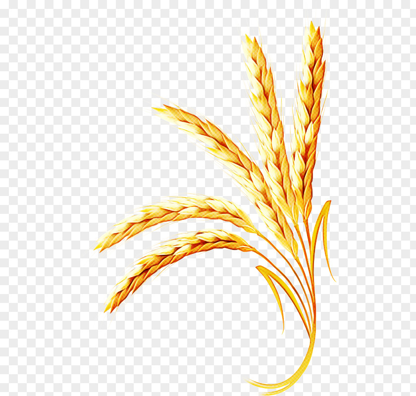 Wheat PNG