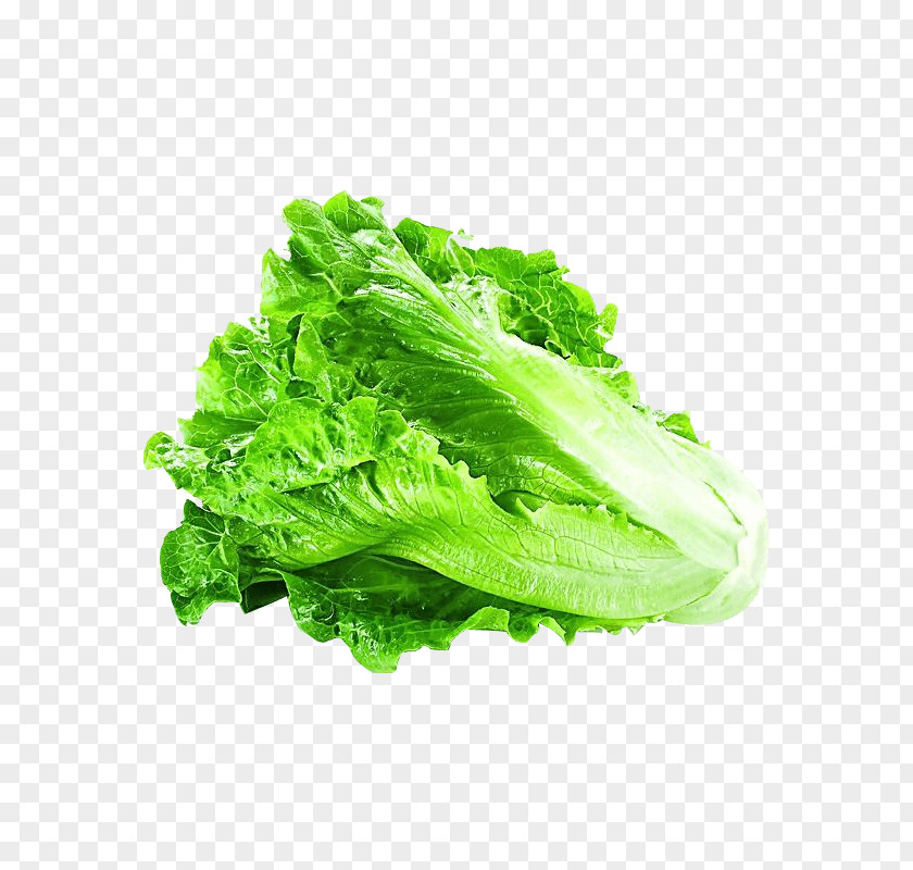 Alface Design Element Lettuce Vegetable Greens Clip Art PNG