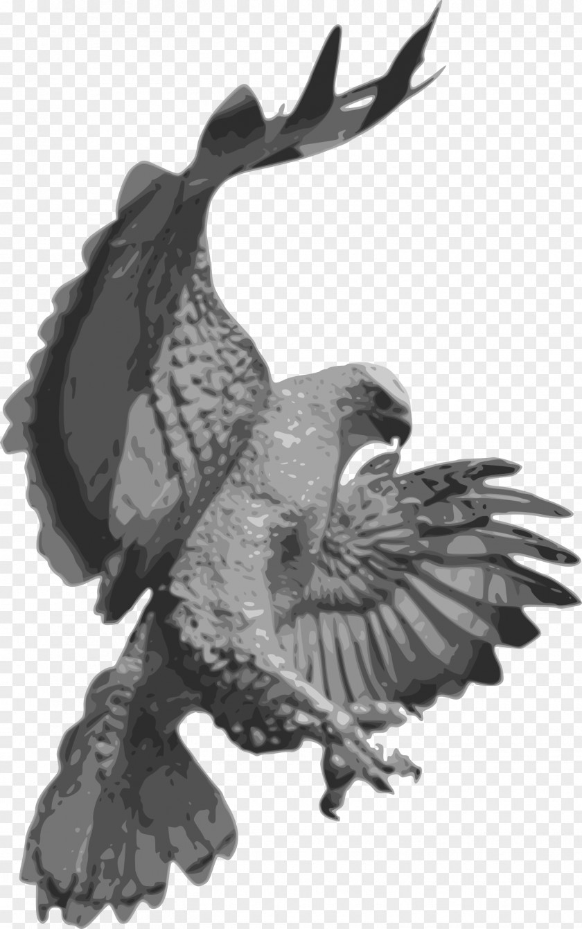 Eagle Hawk Clip Art Bald Image PNG