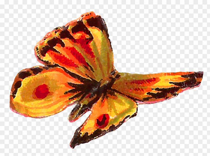 Insect Butterfly Clip Art PNG