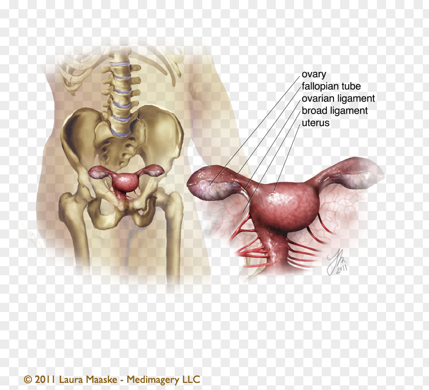 Medical Illustration Ovary Medicine Anatomy PNG