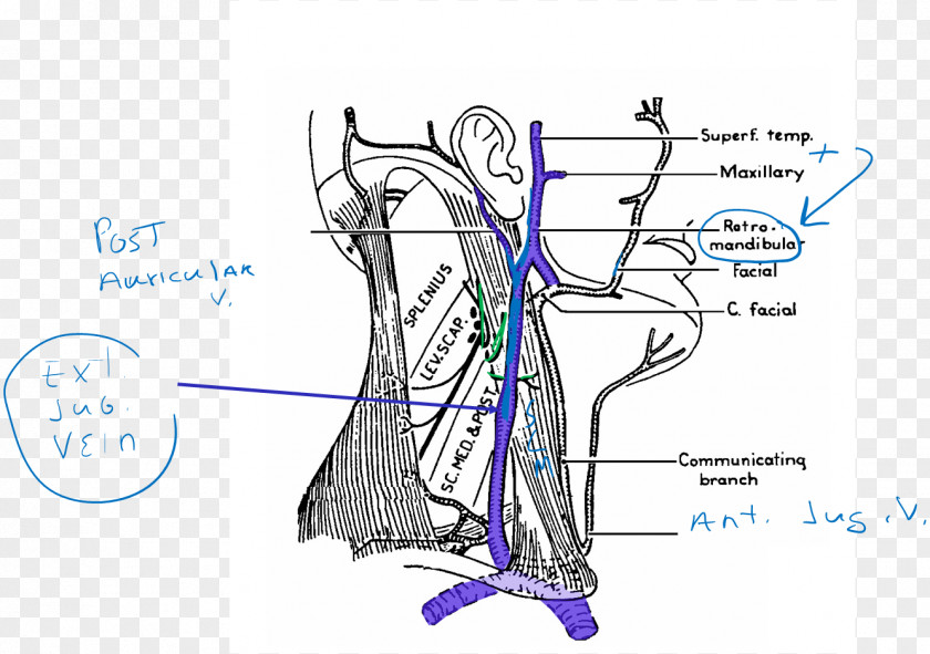 Arm Venn Diagram Vein Artery Human Body PNG