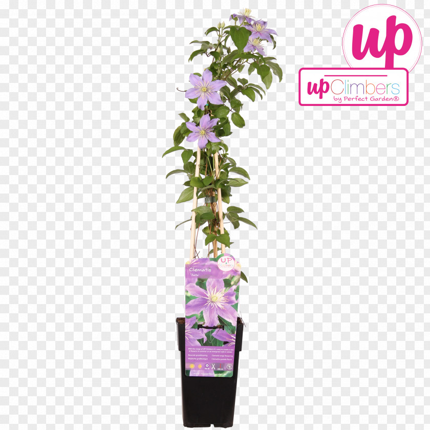 Flower Flowerpot Old Man's Beard PNG