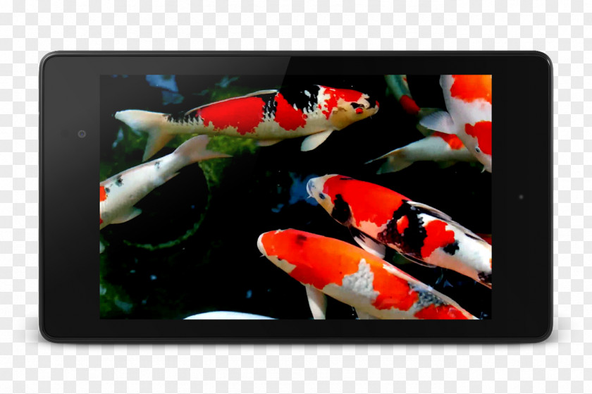 Koi Fish Chasing HDLiveWallpaper Android PNG