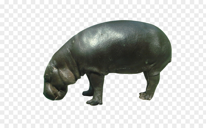 Wild Hippo Pygmy Hippopotamus Rhinoceros Wildlife PNG