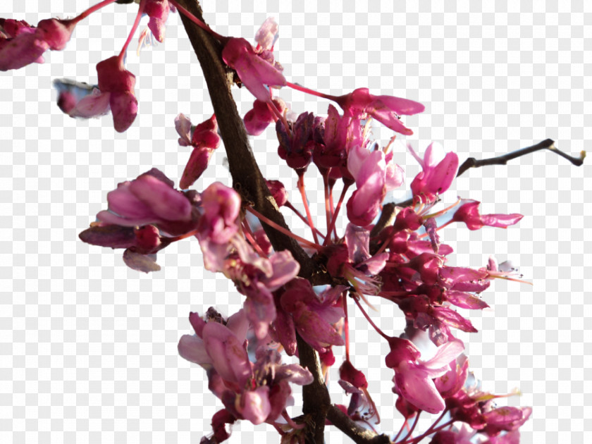 Cherry Blossom Transparent Image Flower Spring PNG