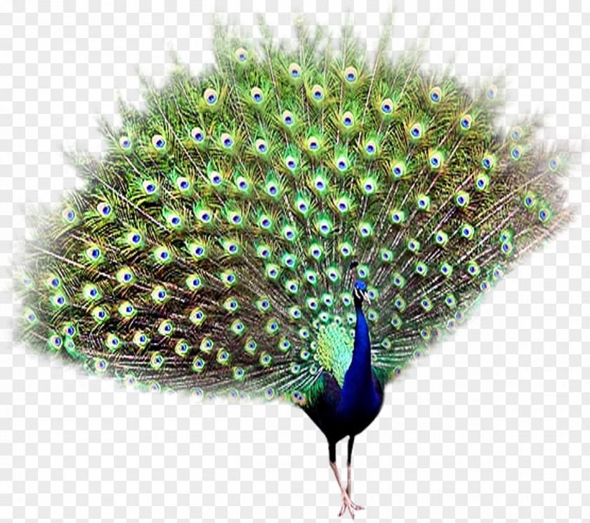 Peacock Bird Peafowl PNG