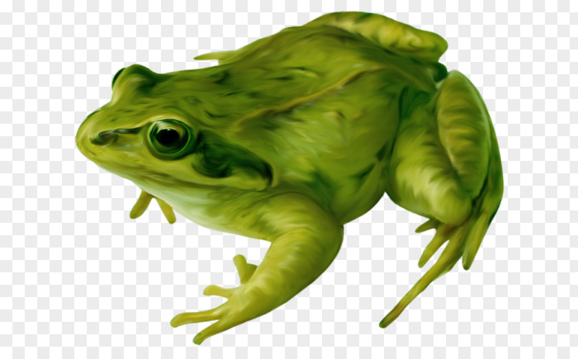 Real Frog Amphibian Drawing Clip Art PNG