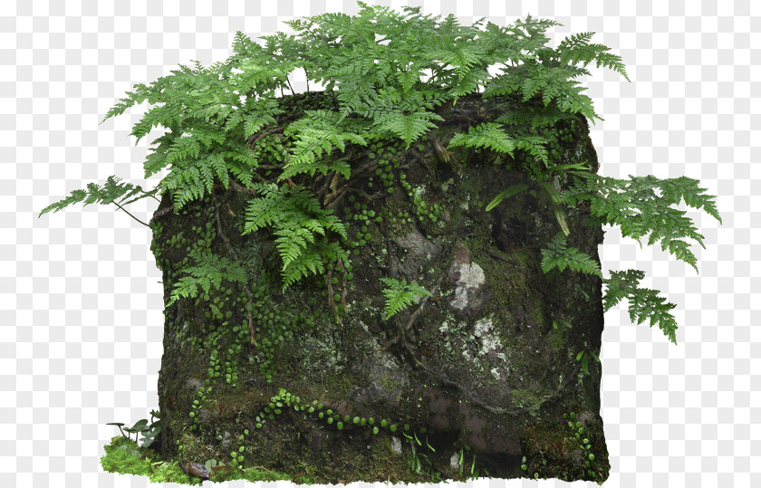 Stone Fern Plant Pixel PNG