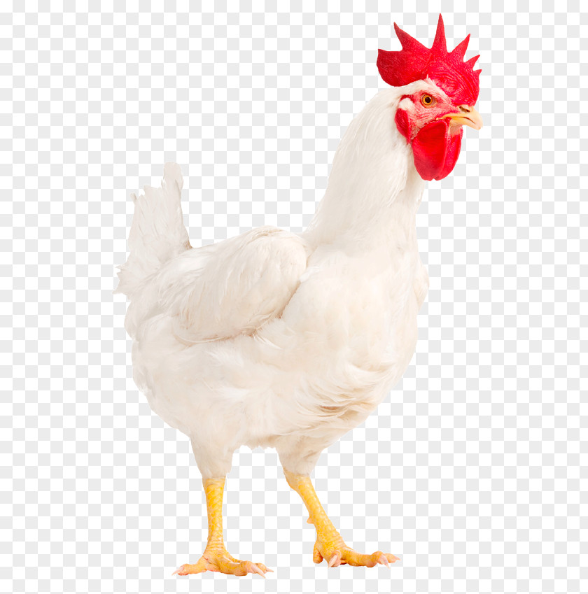 Chicken Rooster Broiler Male Poultry PNG