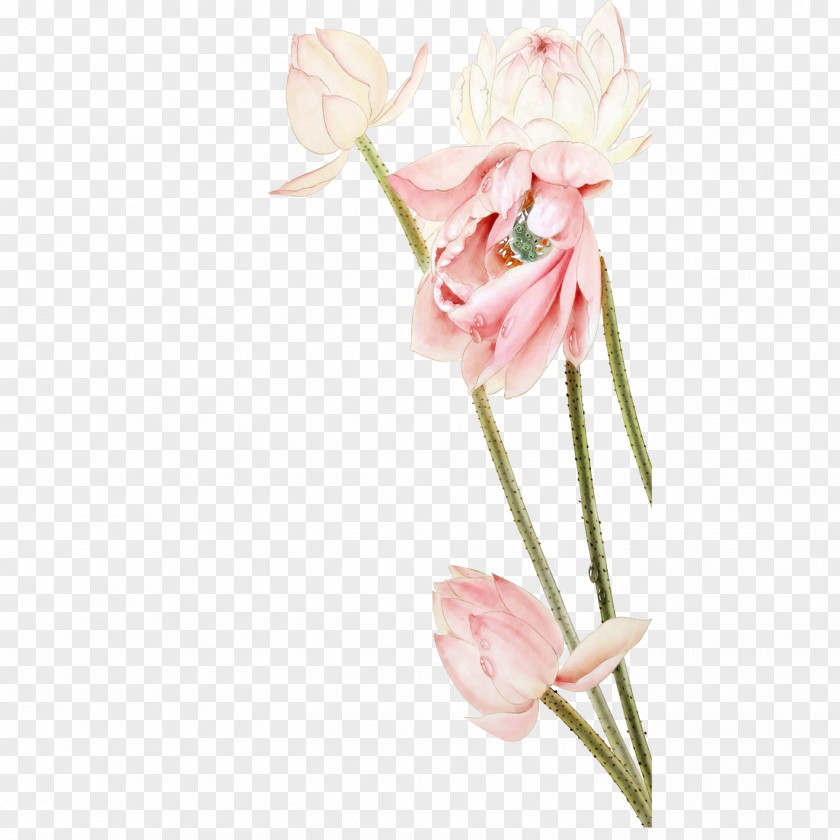 Lotus Floral Design Nelumbo Nucifera Pink PNG