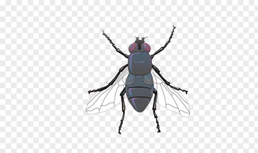 Mosquito Picture Insect Common Fruit Fly Spider PNG