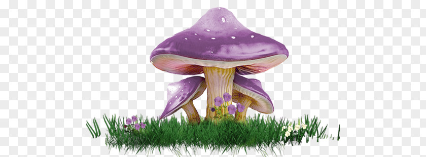 Mushroom Amanita Muscaria PNG