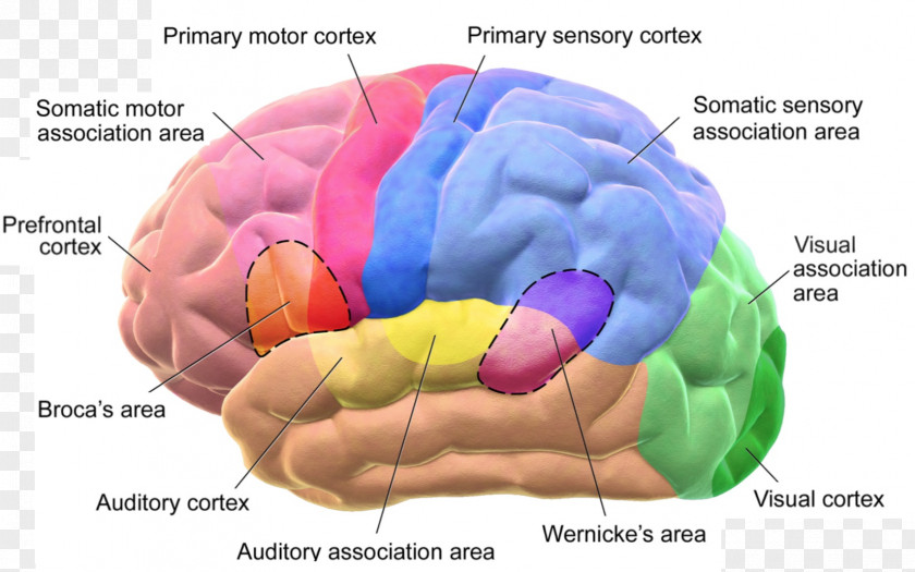 Brain Cerebral Cortex Broca's Area Lobes Of The Wernicke's PNG