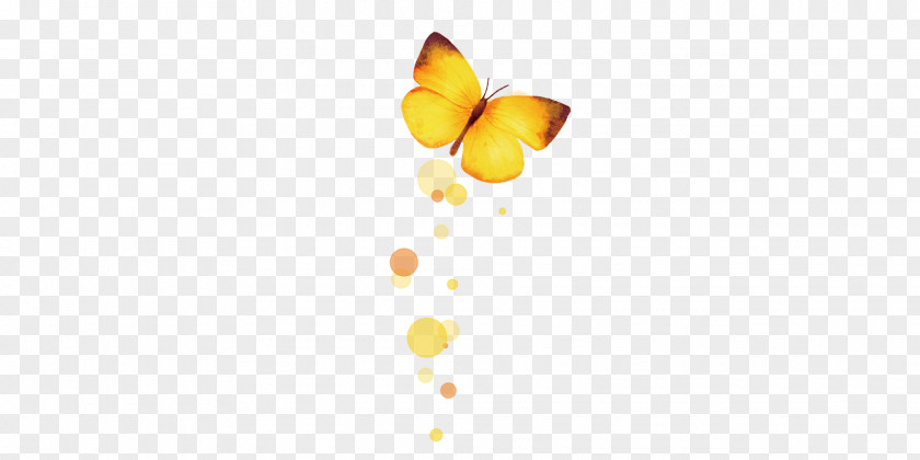 Butterfly Yellow Pattern PNG