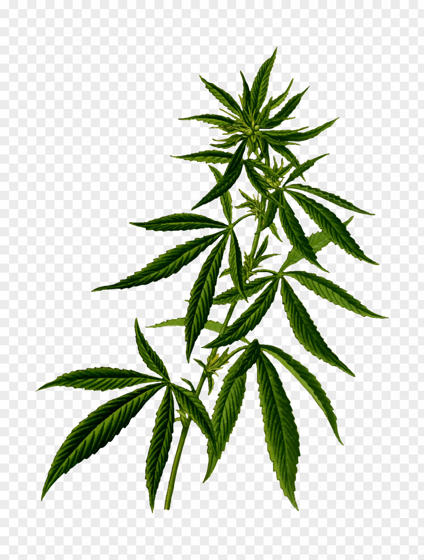 Cannabis Medical Tetrahydrocannabinol Sativa PNG