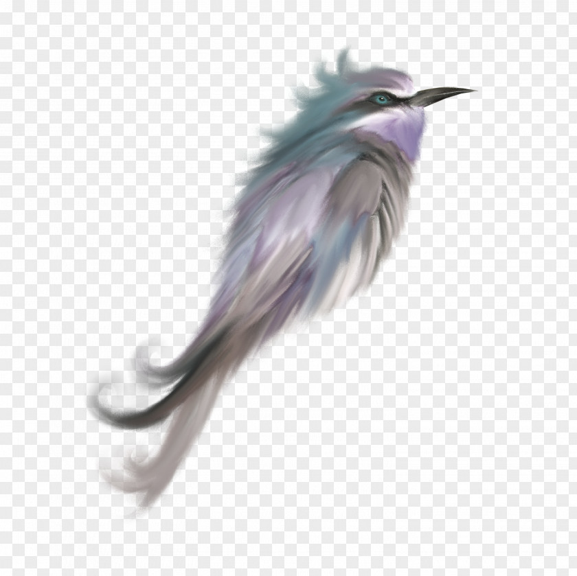 Color Cute Birds Feather Clip Art PNG