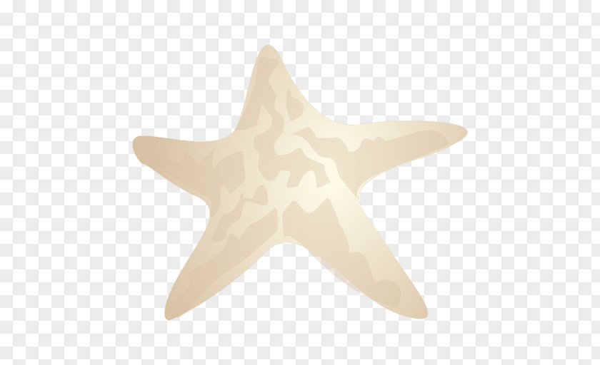 Starfish Echinoderm PNG