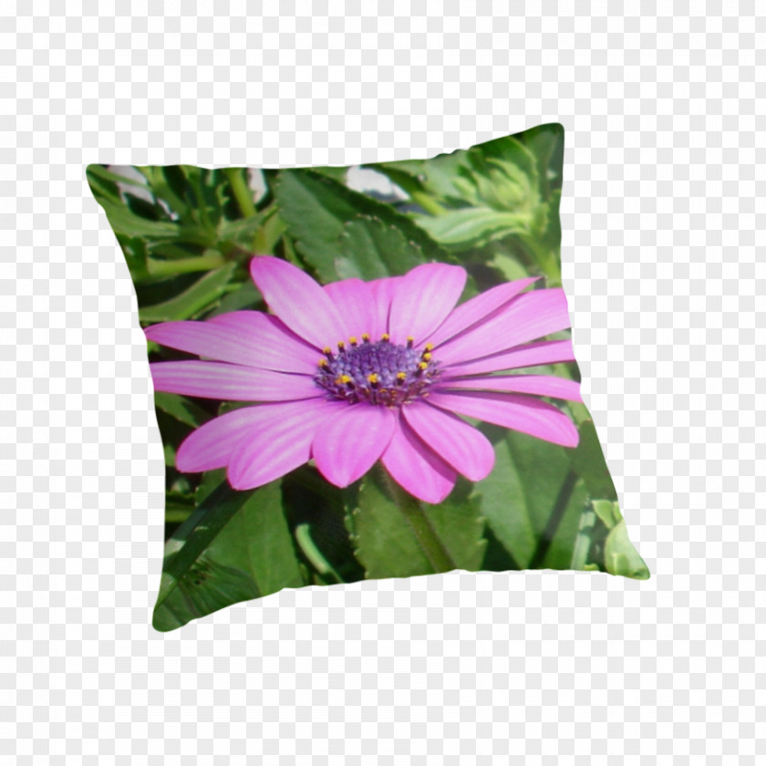 African Daisy Violet Cushion Throw Pillows Green Daisies PNG