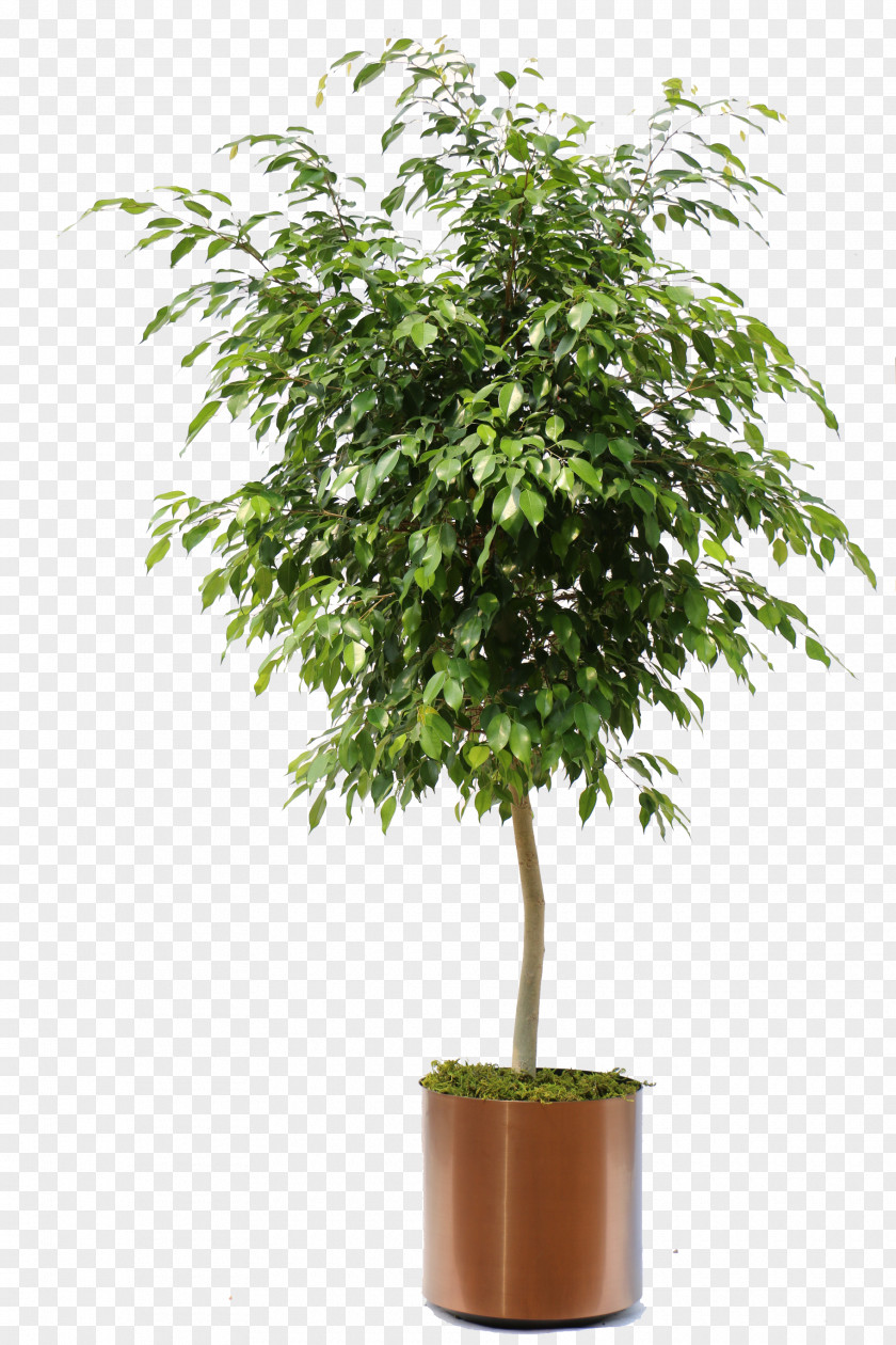 Bonsai Weeping Fig Ficus Retusa Microcarpa Houseplant PNG