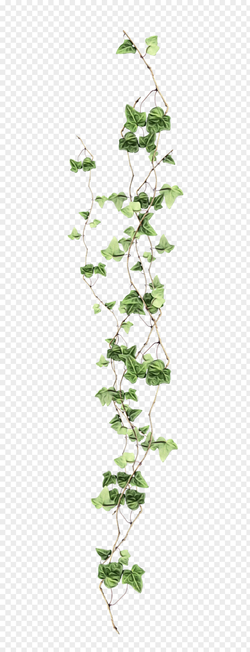 Branch Plant Stem Ivy PNG