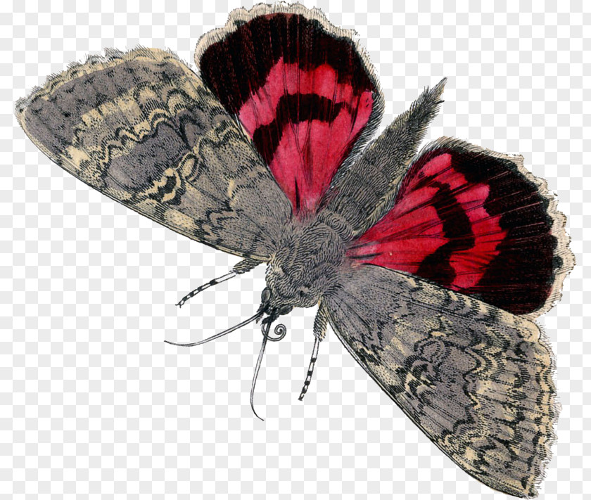 Butterfly Graphics Butterflies & Moths Image Clip Art PNG