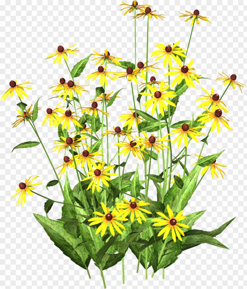 Chrysanthemum Indicum Yellow Flower Tea Color PNG