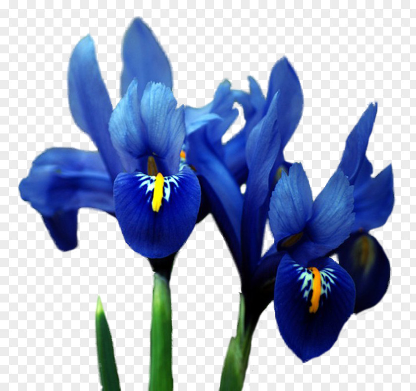Flower Orris Root Irises Blue PNG