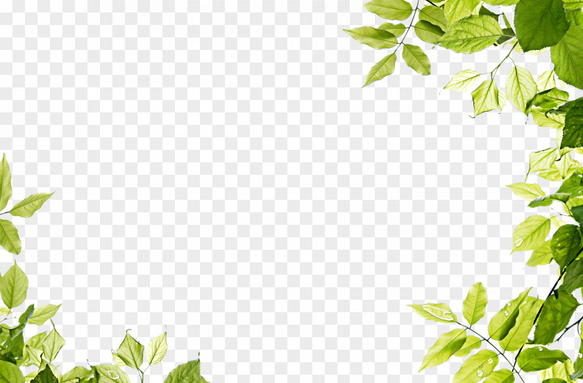 Green Leaves Frame Leaf PNG