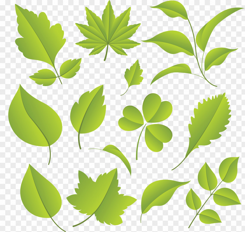 Green Leaves Plant Download Leaf PNG