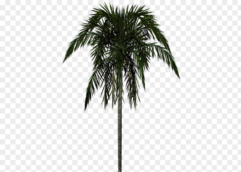 Jungle Trees Arecaceae Clip Art PNG