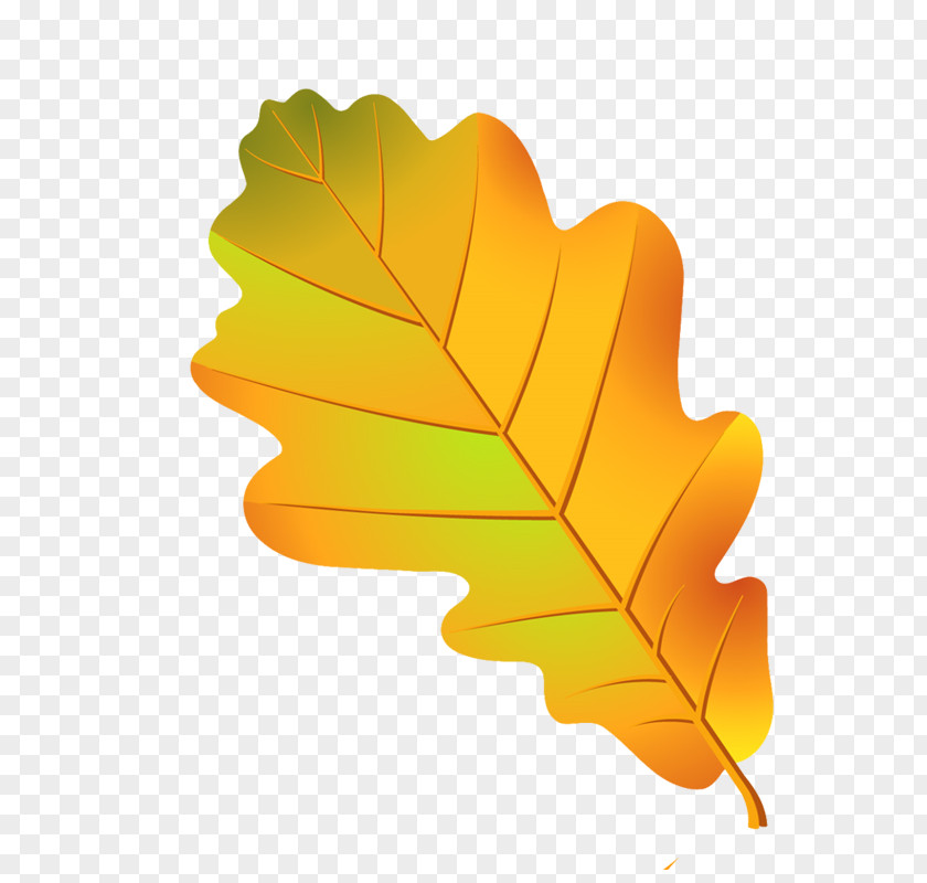 Leaf Clip Art Image Oak PNG