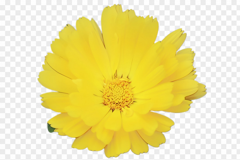 Perennial Plant Sunflower Wedding Floral Background PNG