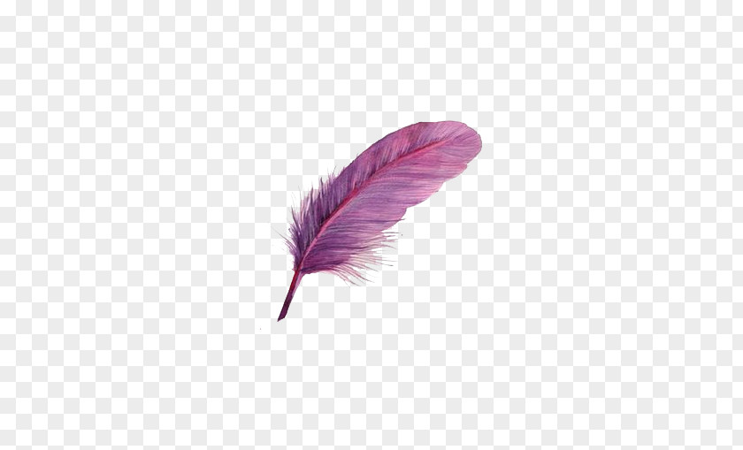 Purple Bird Feathers Feather PNG