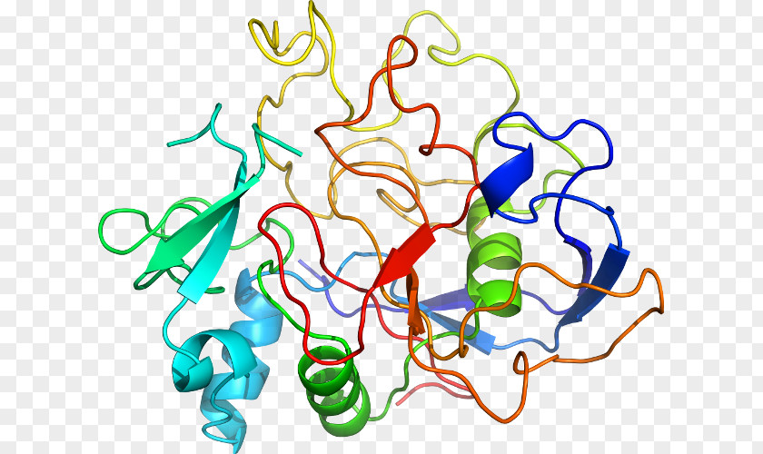 Sulfatase SUMF1 Gene Protein Enzyme PNG