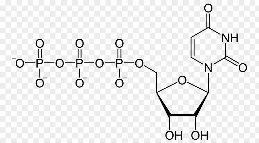 Uridine Diphosphate Triphosphate Adenosine Monophosphate PNG
