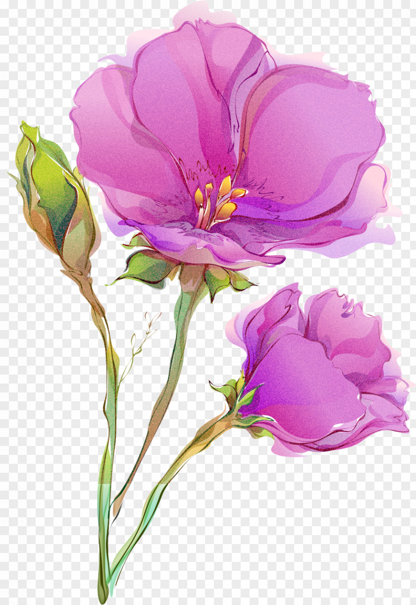 Watercolor Paint Pink Flower Flowering Plant Petal Violet PNG