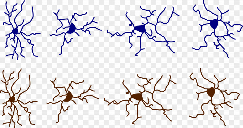 Neurons Microglia Gzip Visual Arts Clip Art PNG