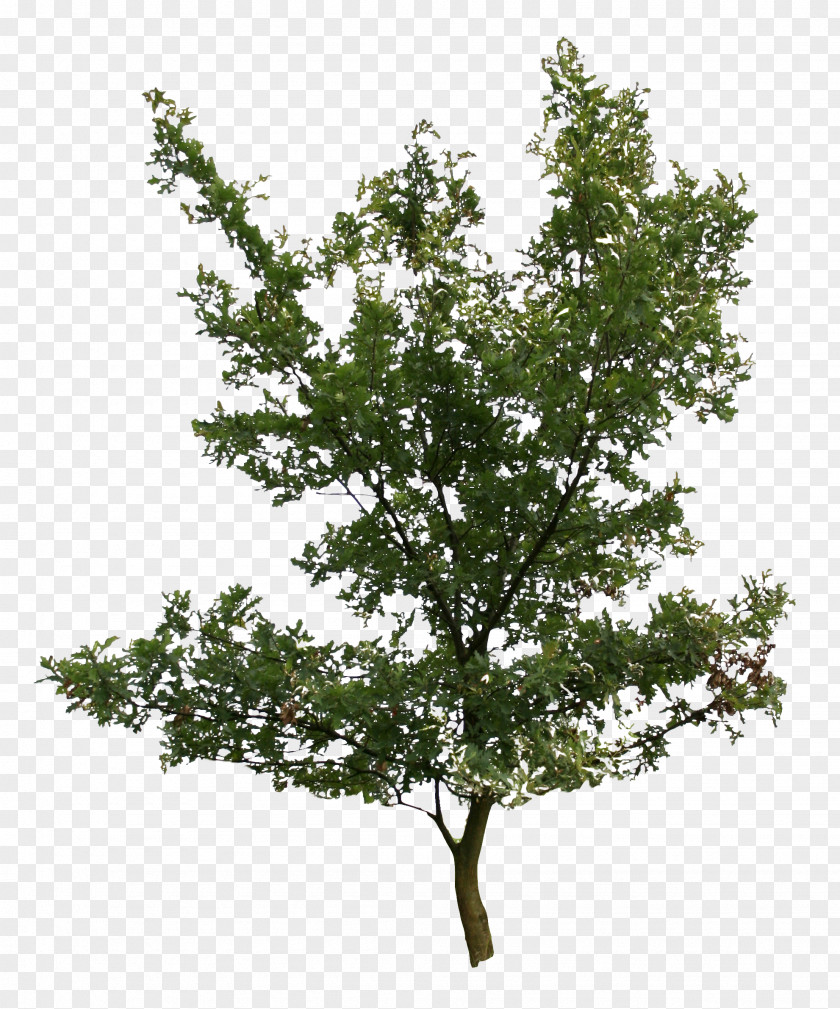 Oak Tree Plant Birch PNG