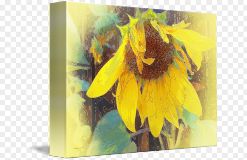 Painting Common Sunflower M Bowing Thin-shell Structure PNG