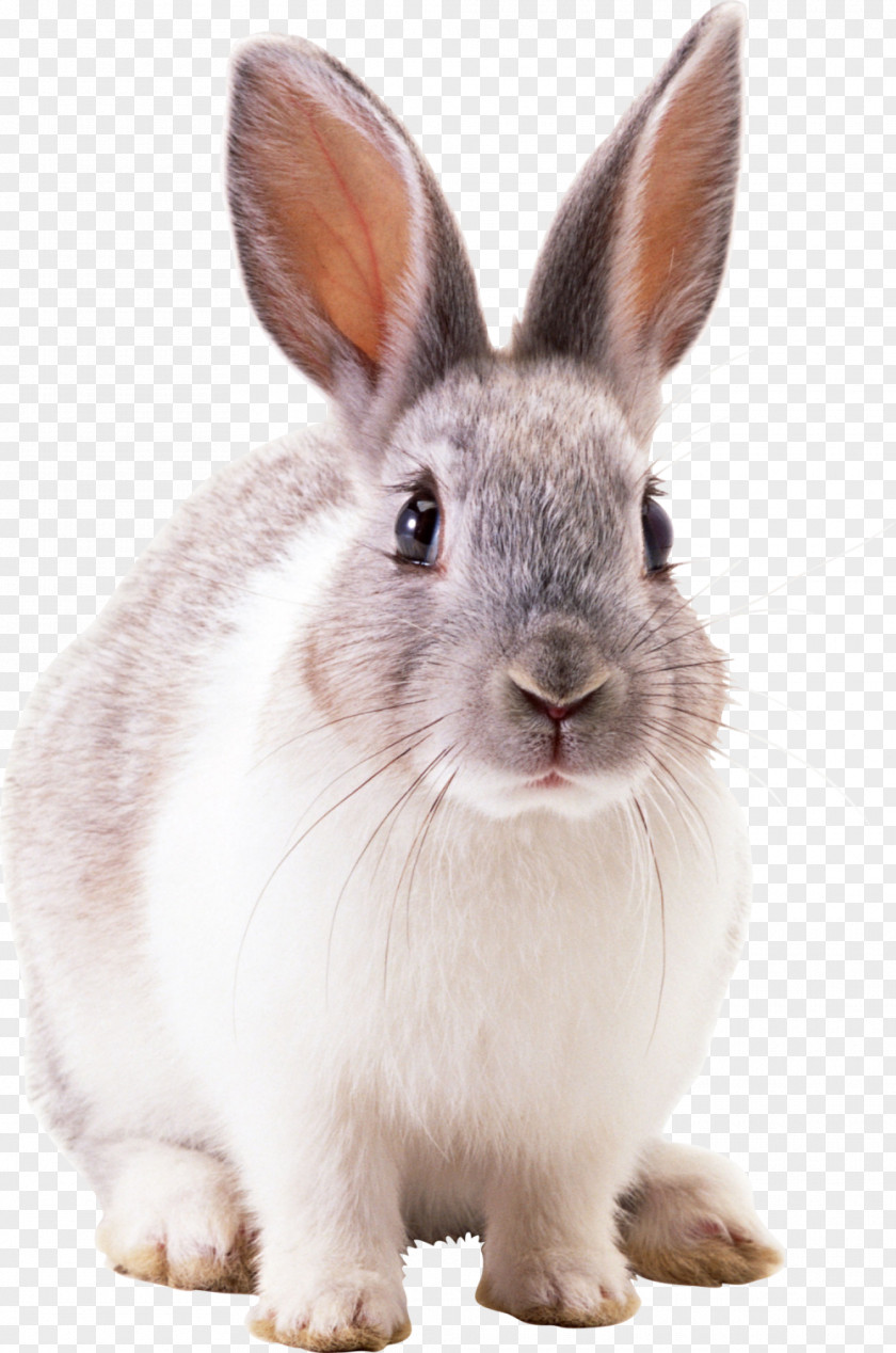 Peter Rabbit Hare Netherland Dwarf Cottontail Domestic PNG