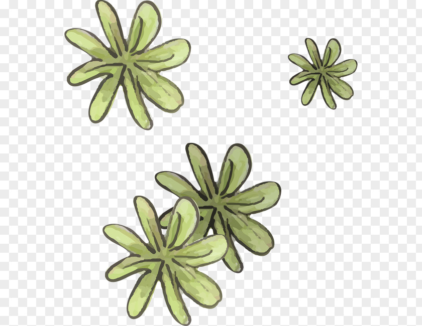 Plant Petal Leaf Pattern PNG